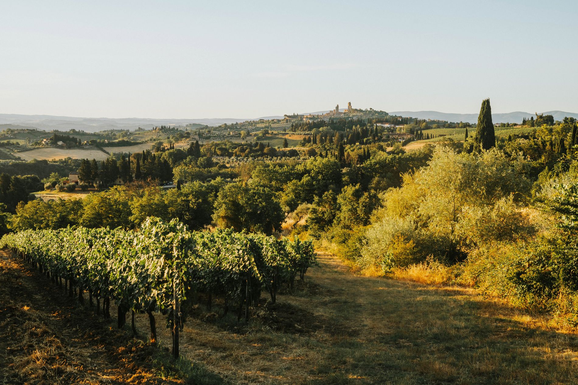 Rolling vineyard country in warm afternoon light